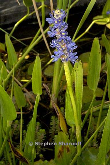 pontederia cordata 3 graphic